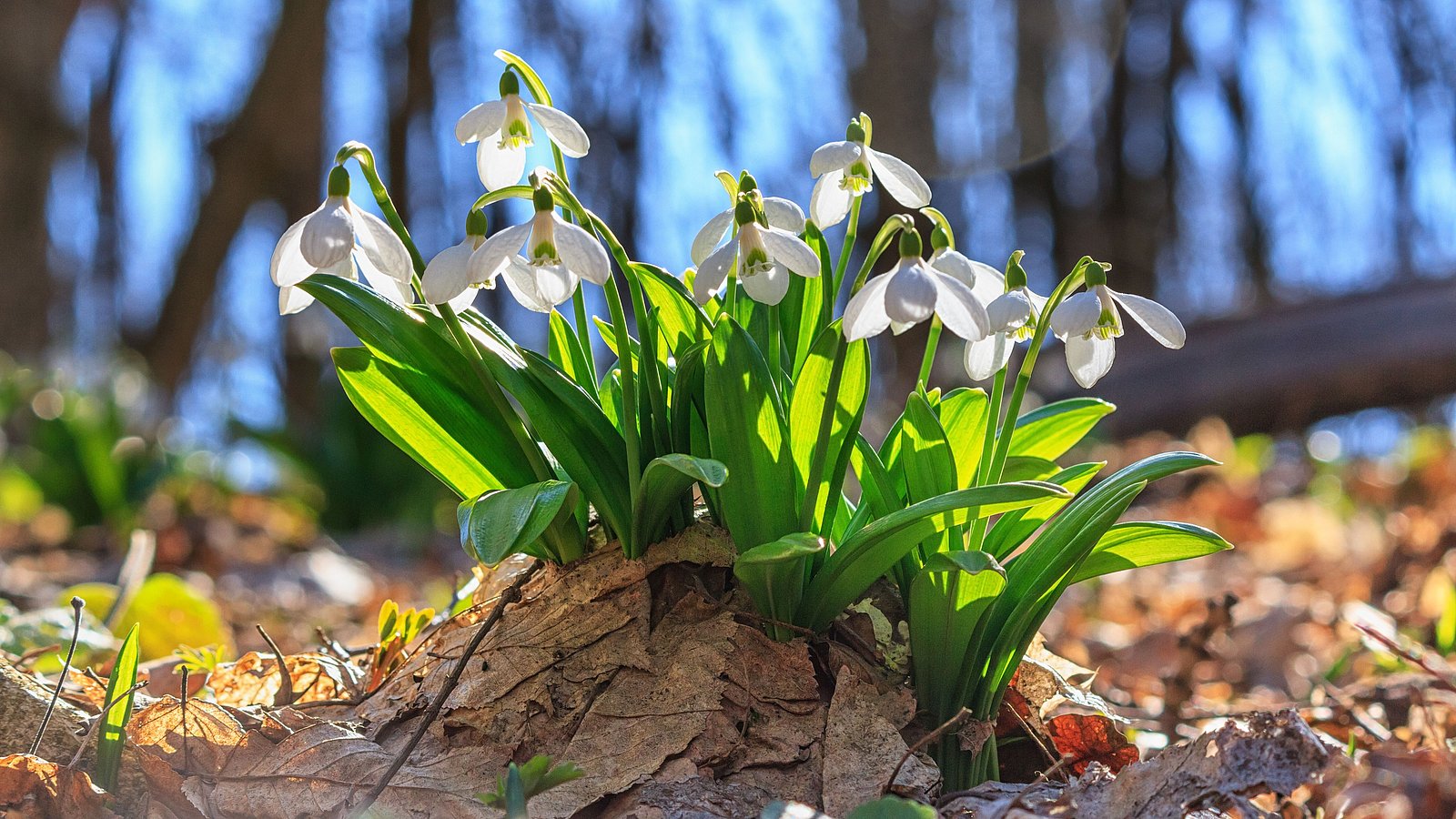 Symbolbild Frühling: Maiglöckchen im Wald