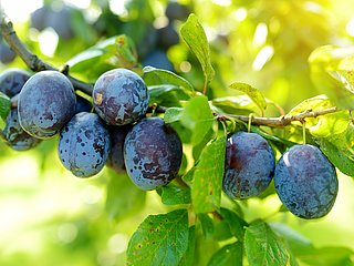 Mehrere Pflaumen hängen an einem Ast.