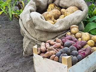 Kartoffeln in unterschiedlichen Farben und Größen liegen in einem Sack und einer Kiste.