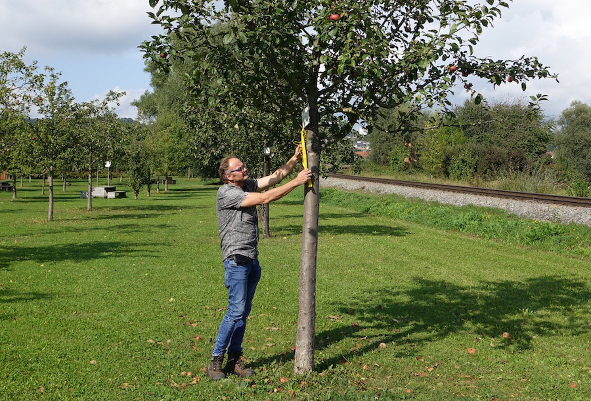 Ein Mitarbeiter der Stadt Deggendorf bringt ein gelbes Band an einem Apfelbaum an