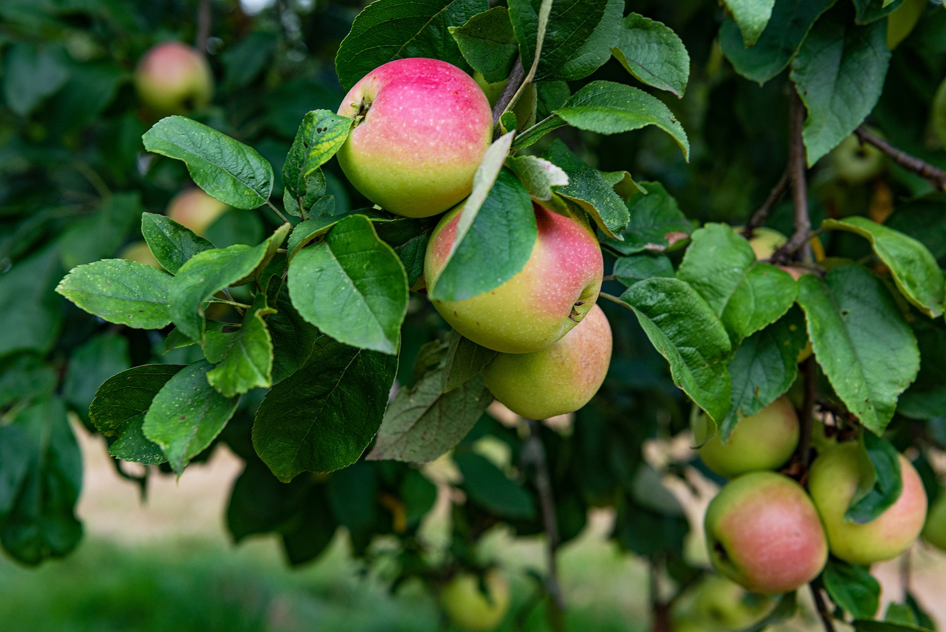Äpfel hängen am Baum.