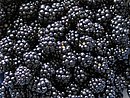Eine große Menge Brombeeren. 