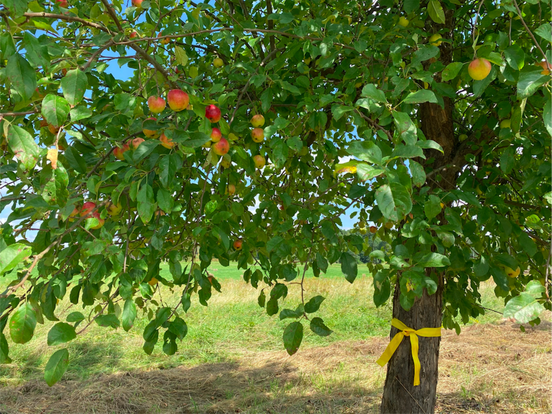 Apfelbaum mit gelbem Band 