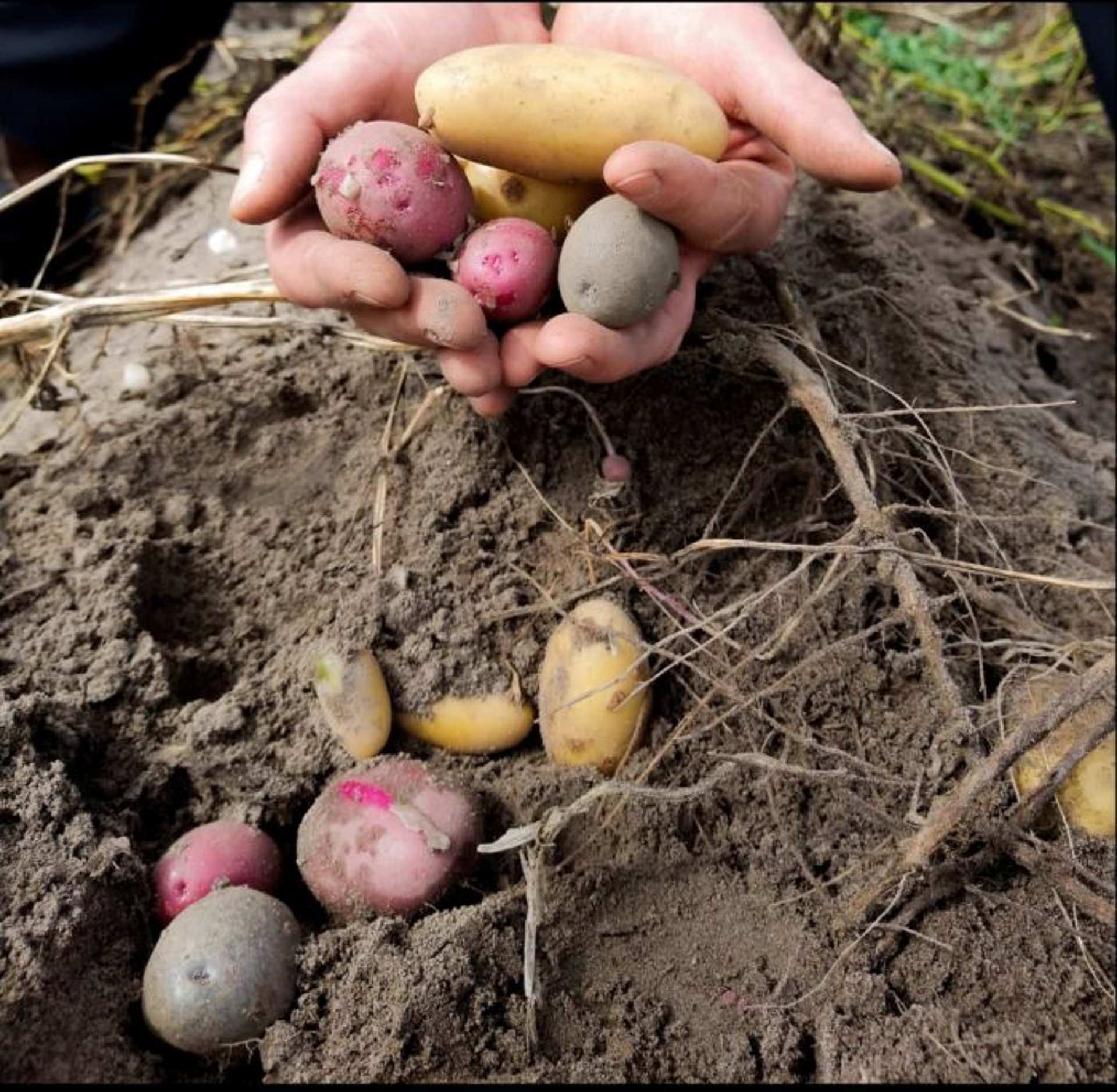 Zwei Hände die Kartoffeln aus der Erde ernten