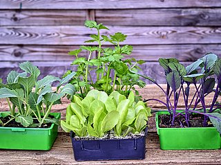 Kohlsorten angepflanzt in Töpfen.