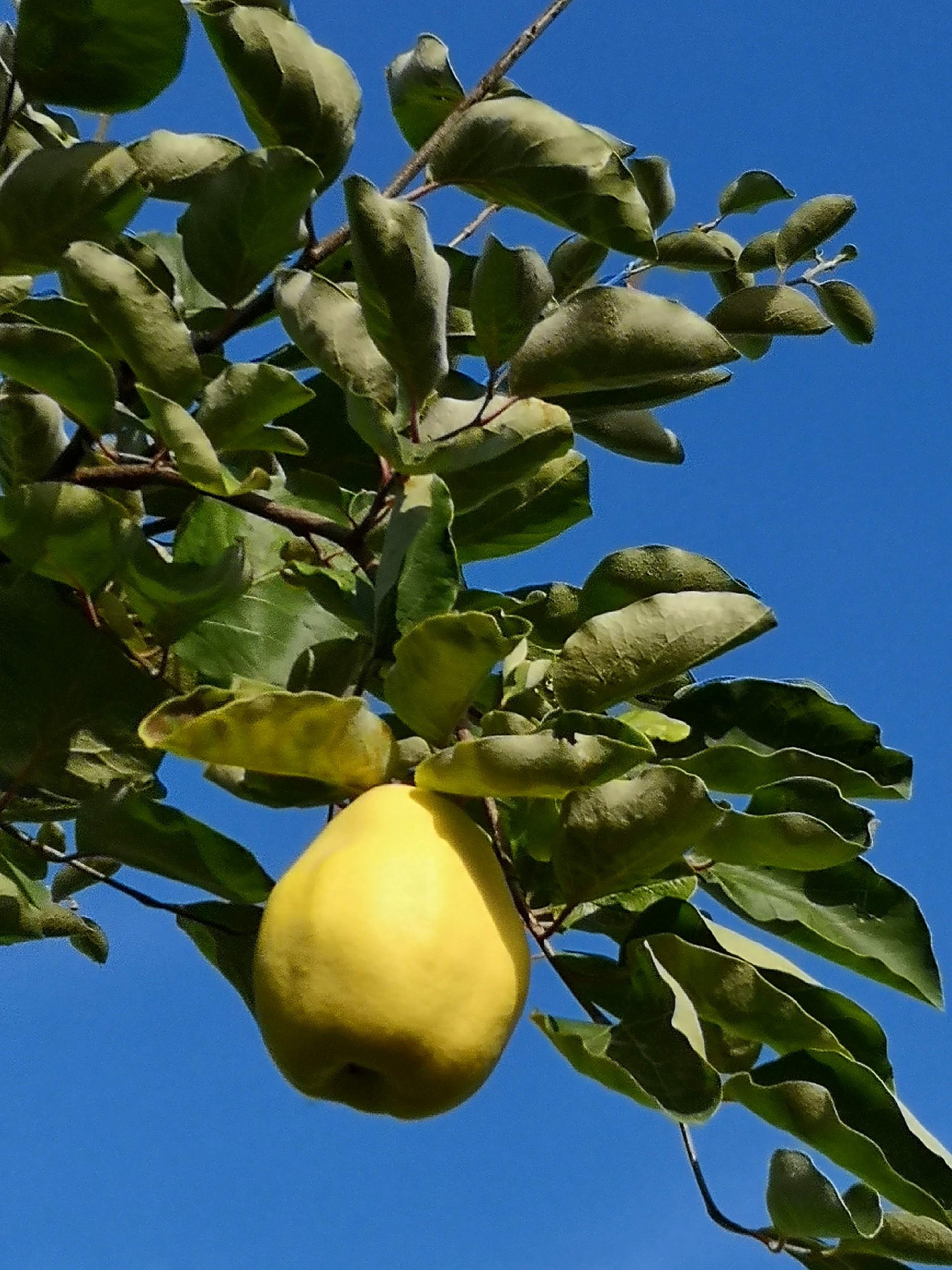 Die Vielfalt im Doktorgarten hält auch Quitten bereit.