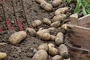 Ein Bild von der Kartoffelernte.