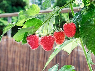 Vier Himbeeren hängen an einem Busch.