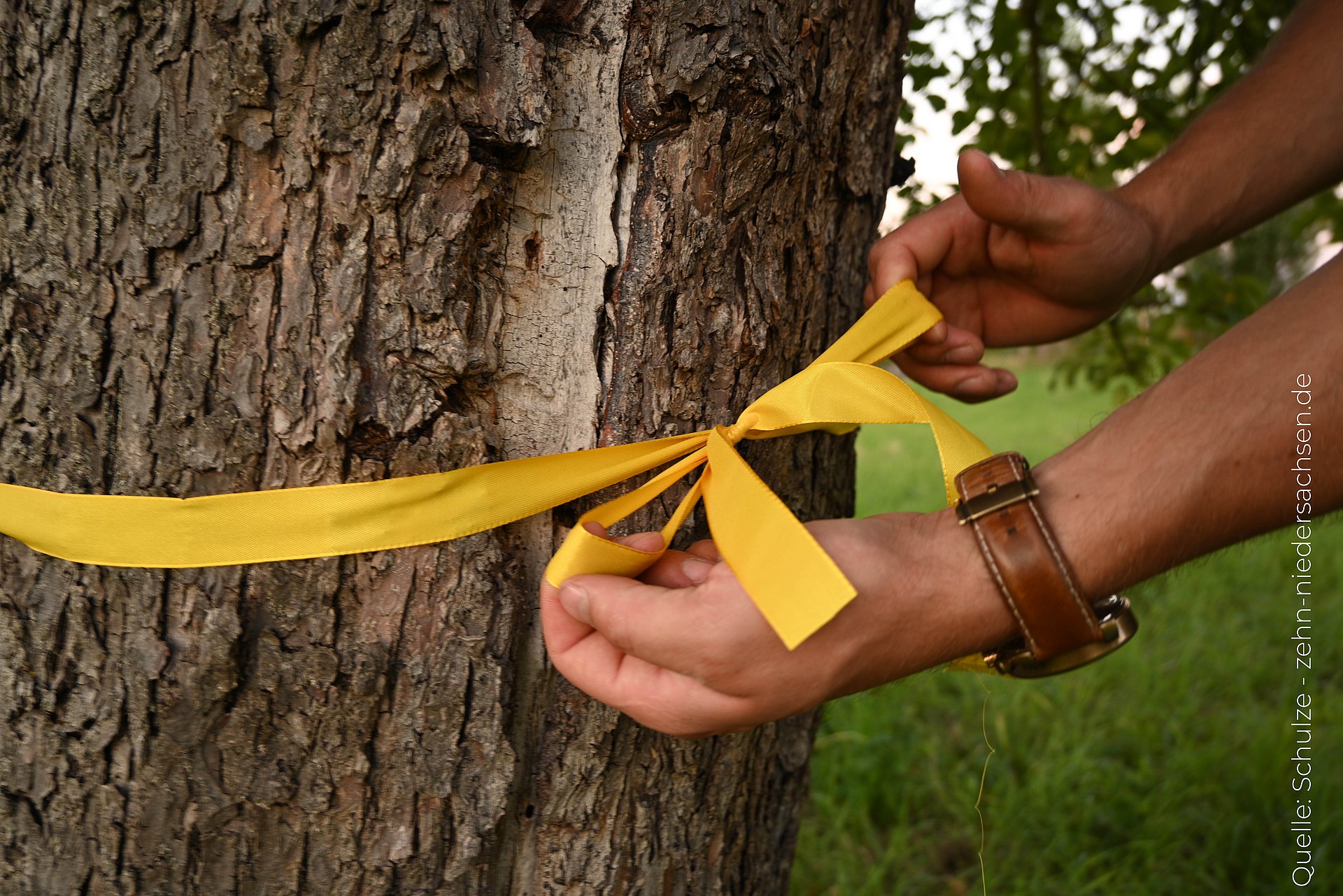 Ein gelbes Band wird um einen Baum gebunden. 