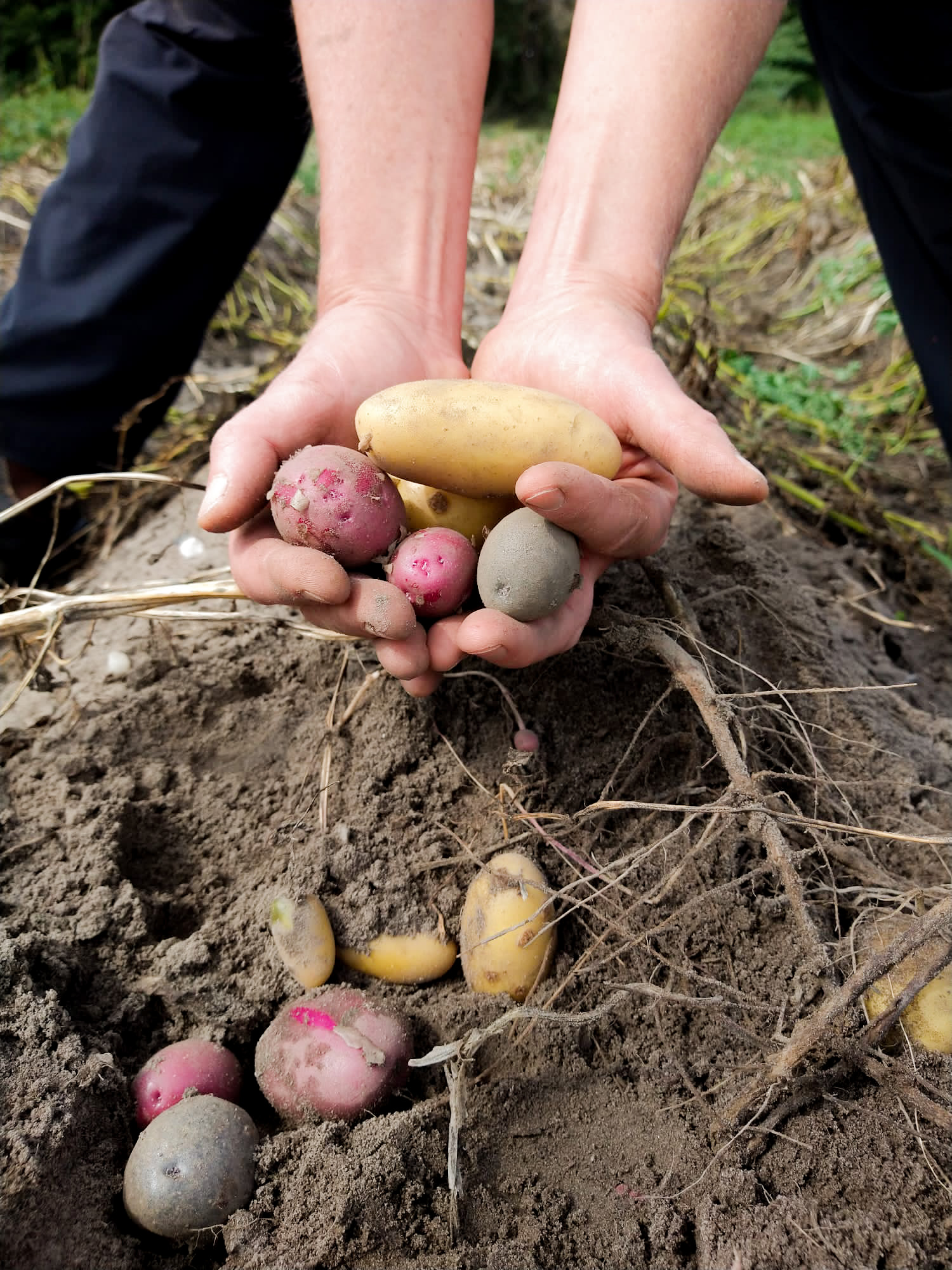 Foto von zwei Händen, die frisch geerntete Kartoffeln vom Acker in die Kamera halten 