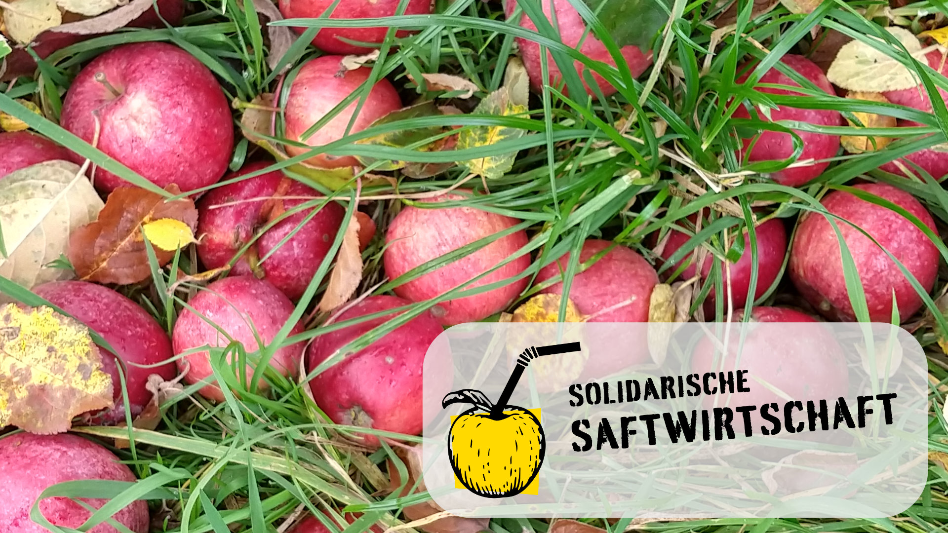 das Bild zeigt rote Äpfel die im Gras liegen. Unten rechts ist der schriftzug "solidarische Saftwirtschaft" eingeblendet.