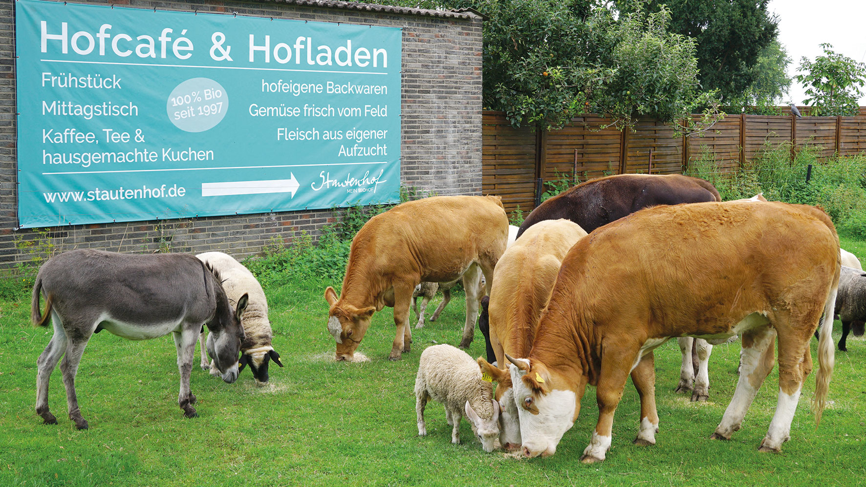 Das Bild zeigt weidende Tiere auf einer Wiese. Esel, Schaf, Kuh und Pferd.