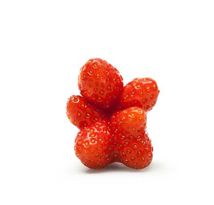 Unförmige Erdbeere, die mehrere Fruchtkörper ausgebildet hat